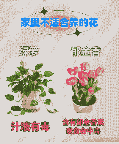 家里中央不能养花