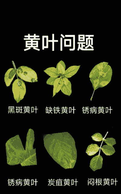 养花不会出黄叶