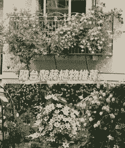 爬山养花的养法