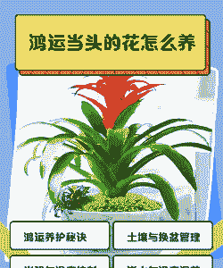 用手机怎么养花赚钱