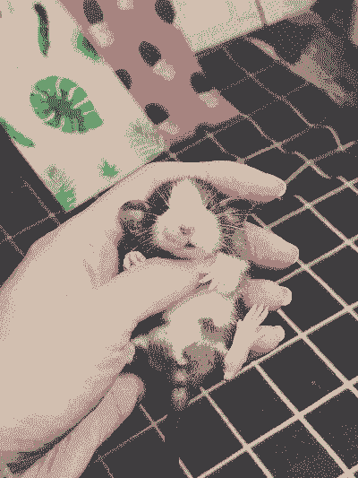 在家里养花枝鼠