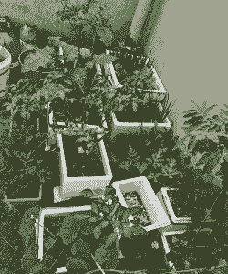 农村平房顶种菜养花