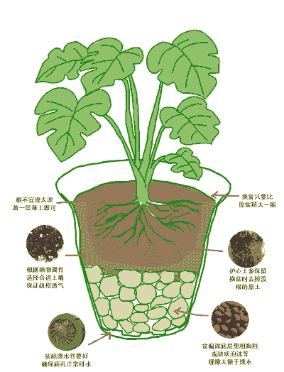 养花为什么要有土