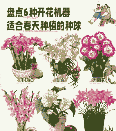 球状根怎么养花好看