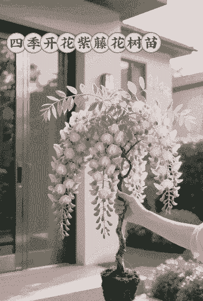 紫藤花园阳台养花推荐