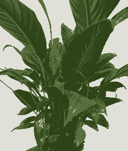 吸水盆养花好用吗