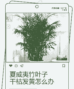 竹子没有叶子怎么办 竹子没有叶子怎么办