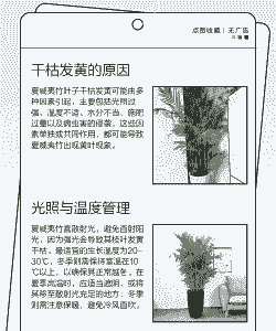 竹子没有叶子怎么办 竹子没有叶子怎么办