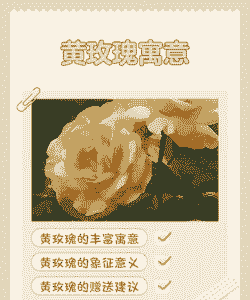 送黄玫瑰是什么意思