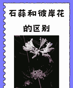 石蒜和彼岸花的区别