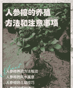 人参榕的养殖方法和注意事项