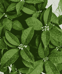 金桂的叶片是什么样的