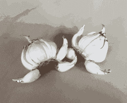 水仙花的底部是什么样的