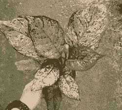 彩色万年花怎么养护