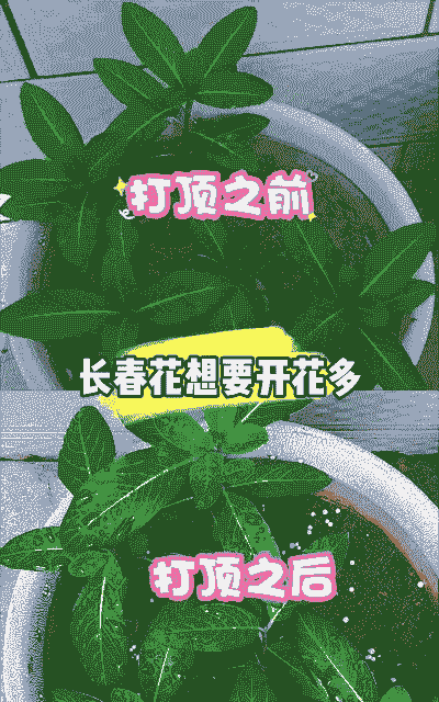 长春花怎么施肥施什么肥