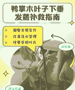 鸭掌木掉叶枯萎怎么办