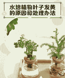 水培粉掌叶子黄了怎么办