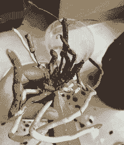 蝴蝶兰修根后怎么栽植