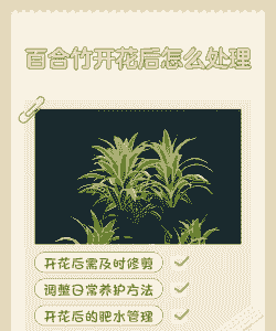 百合竹开花怎么回事