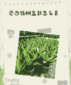 铁树换盆修根多怎么办