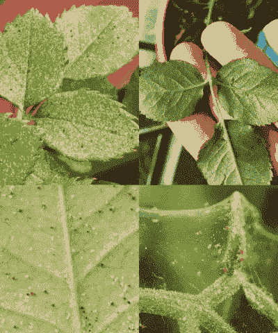 九里香花生红蜘蛛怎么办