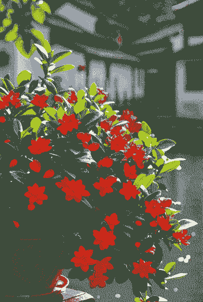 夏天室内养什么花好