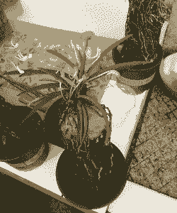 分根繁殖有哪些