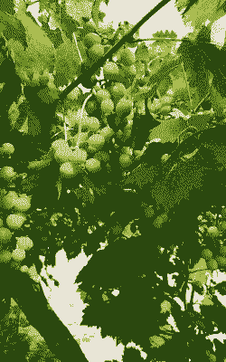 老葡萄种有哪些