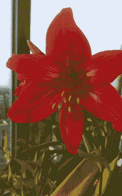 养花不晒花别养花什么意思