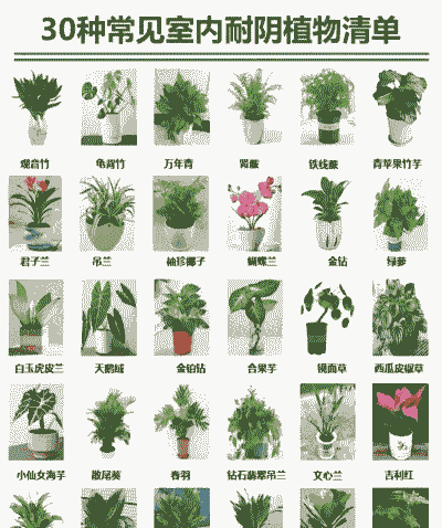 什么花无毒适合室内养