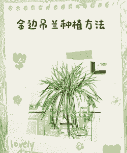 吊兰养殖多久可以出藤