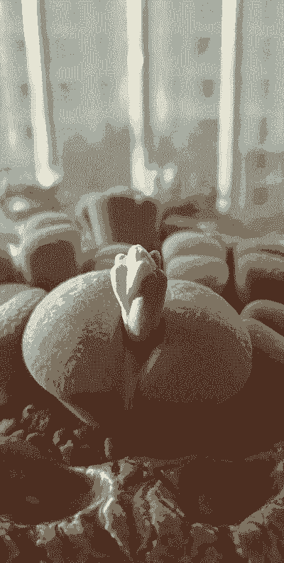 生石花开花的时候像什么