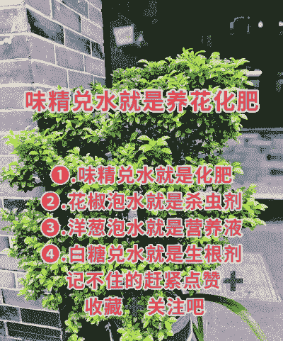 味精养花小技巧