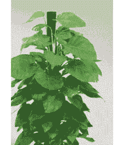 大叶绿萝为什么耷拉叶 大叶绿萝为什么耷拉叶