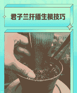 如何使君子兰快速生根