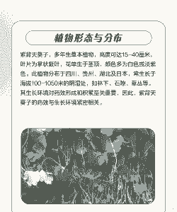 水培对紫背天葵扦插苗某些形态和生理特性的影响