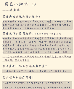 多肉得了黑腐病怎么办