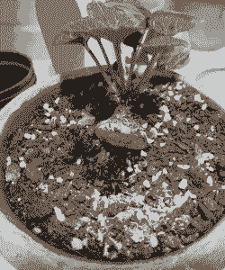 仙客来球有点腐了怎么