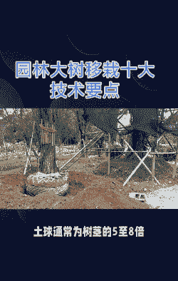 大树移栽如何断根