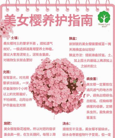 樱花的如何护养