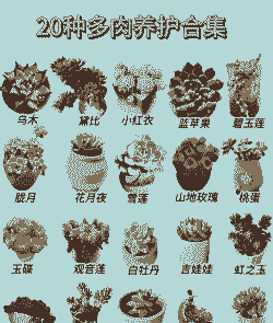 多肉植物怎么养. 多肉植物怎么养.