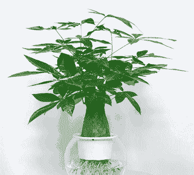 盆景发财树用什么土