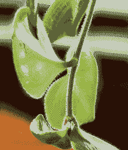 口红吊兰怎么扦插