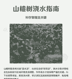 山楂树如何浇水