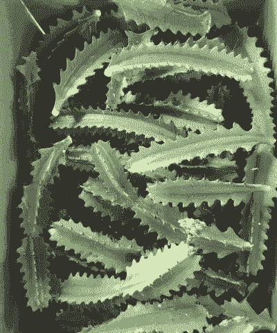 如何种植巴西龙骨