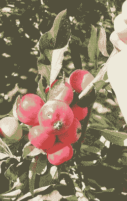 什么花全是红果