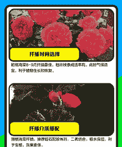 丽格海棠如何繁殖