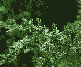 美国铅笔柏在甘肃庆阳引种成功