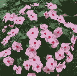 推荐5款“勤快花”，365天全年无休