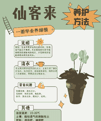 鲜克来花怎么养